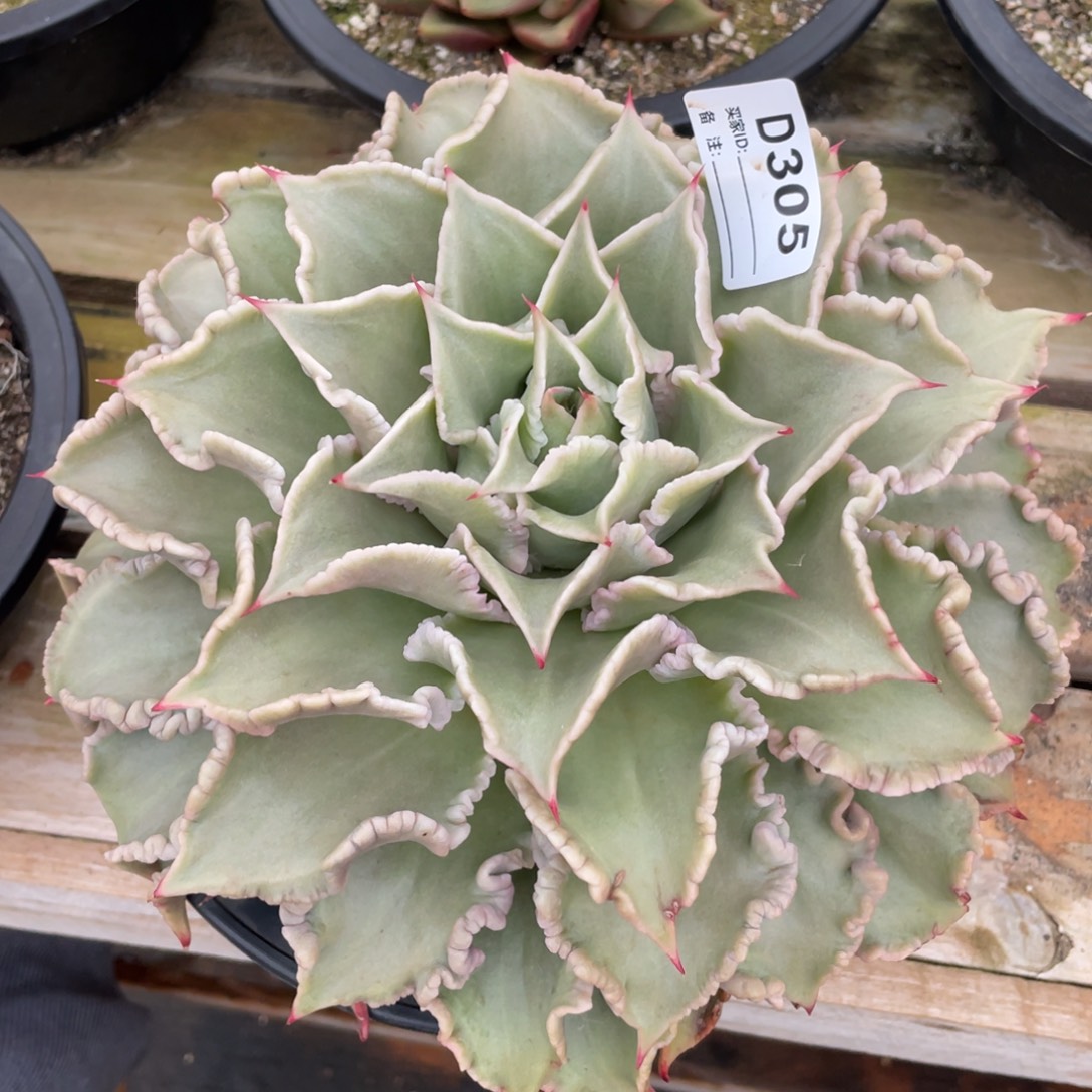 无花朵若如东云单拍D305