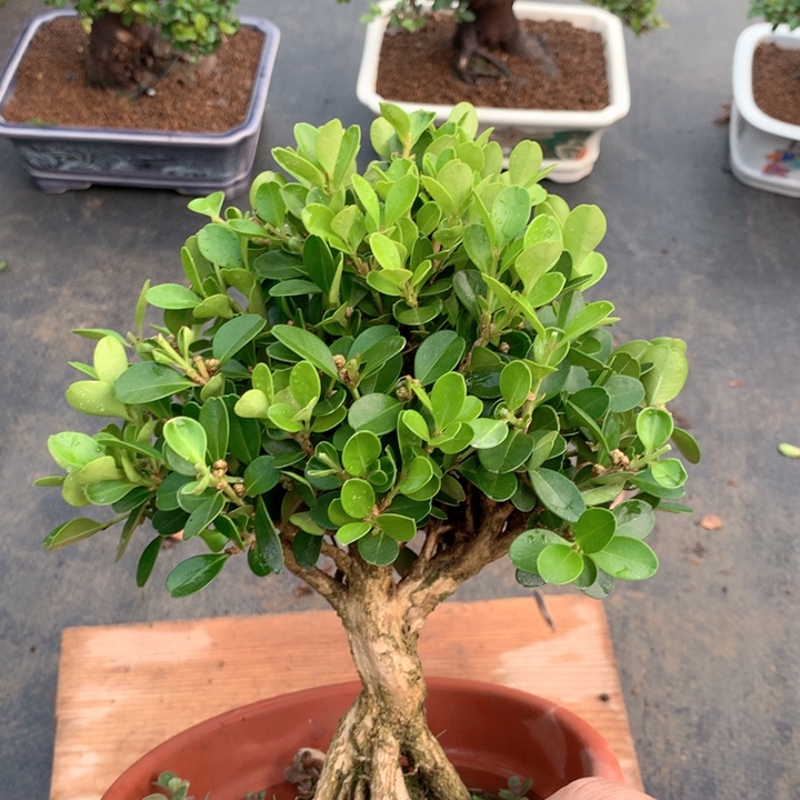 不开花植物瓜子黄杨一盆