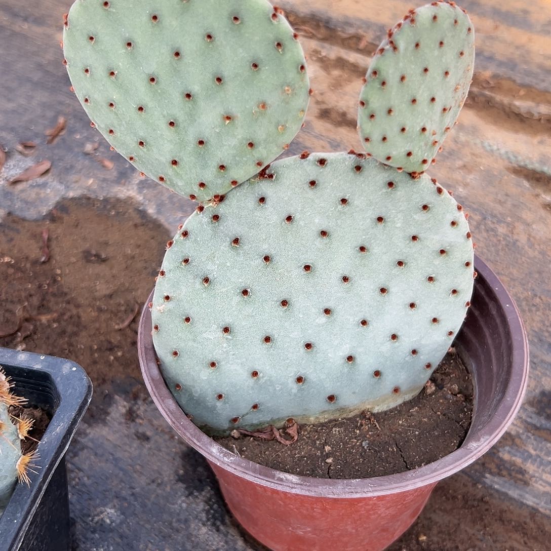 多肉植物红太谷米奇