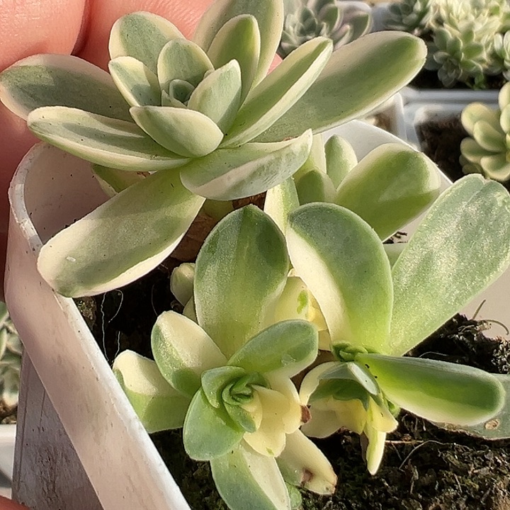 C***S山地玫瑰锦春晓936号