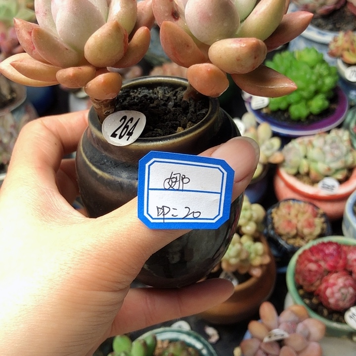 娜                     1个
