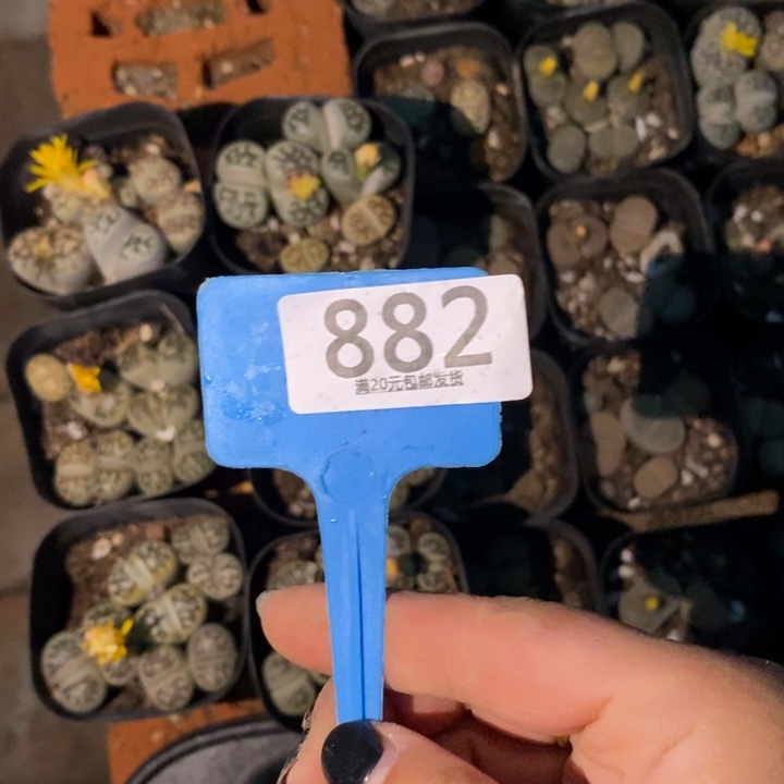 我***！生石花等植物的882
