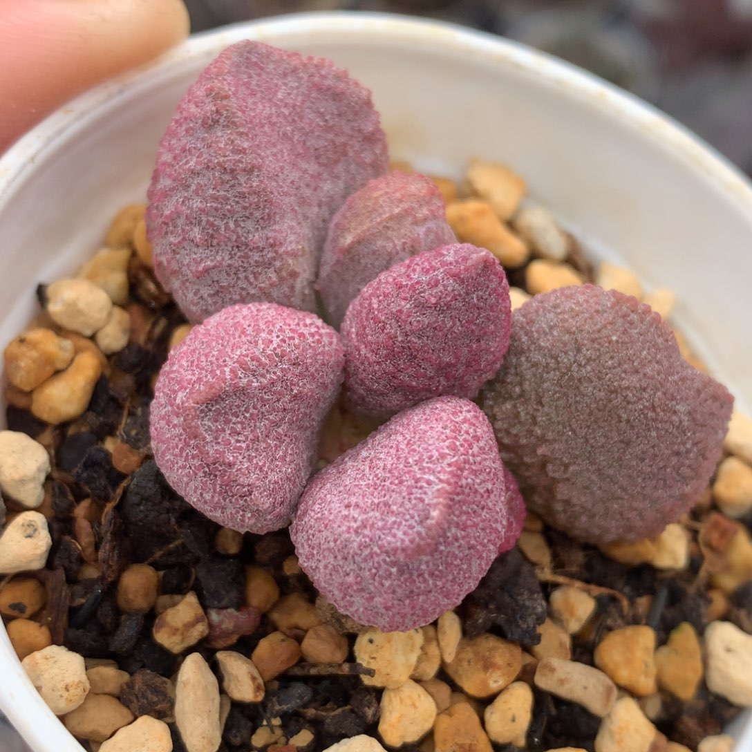 实生水泡一物一拍