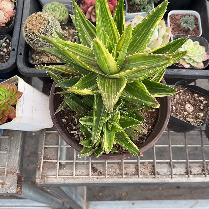 ₍***米我也不知道我为什么要这样