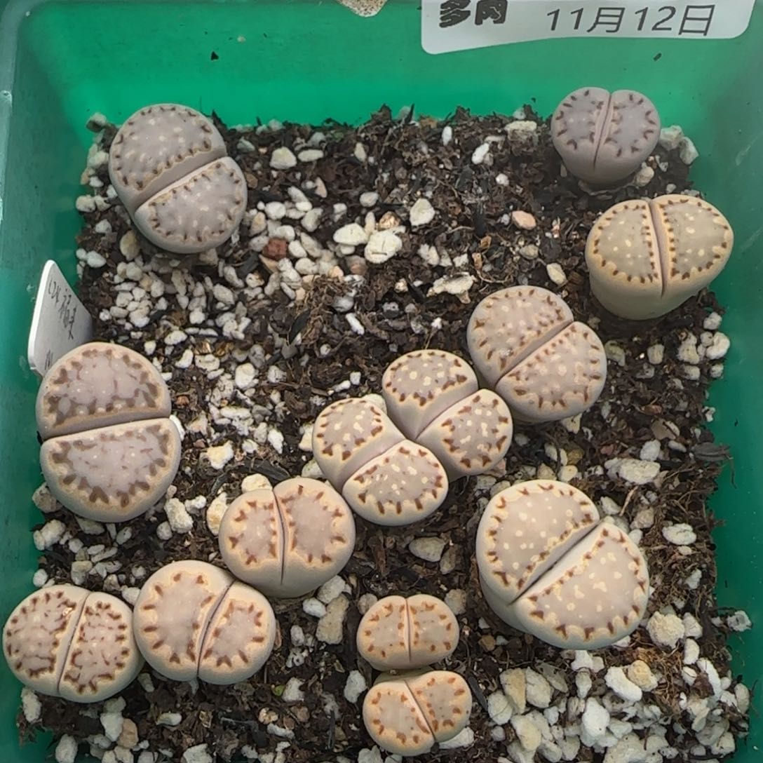 11.12号爱萌多肉饼干福利8078带盆