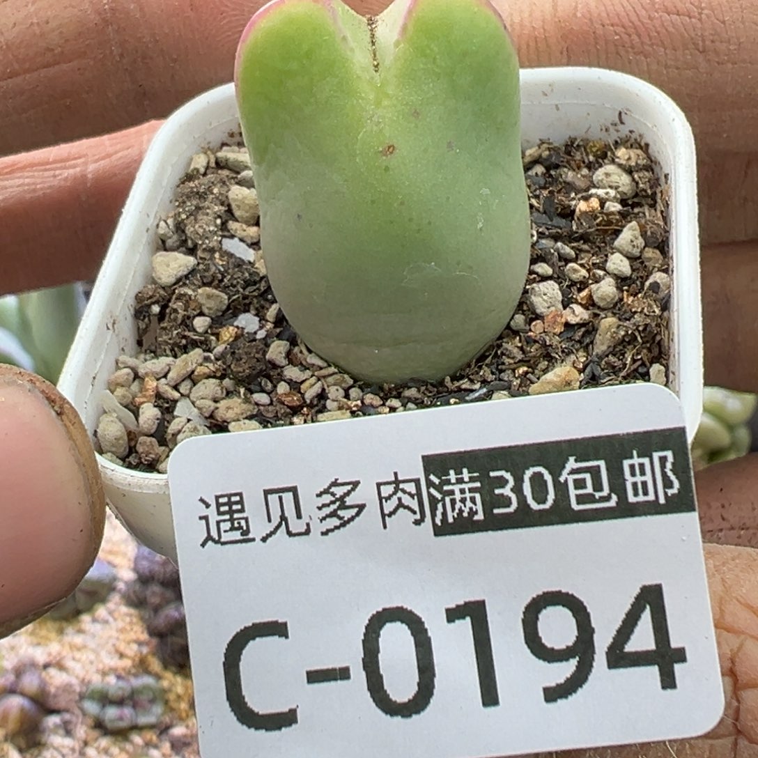 多肉植物1111111111111111