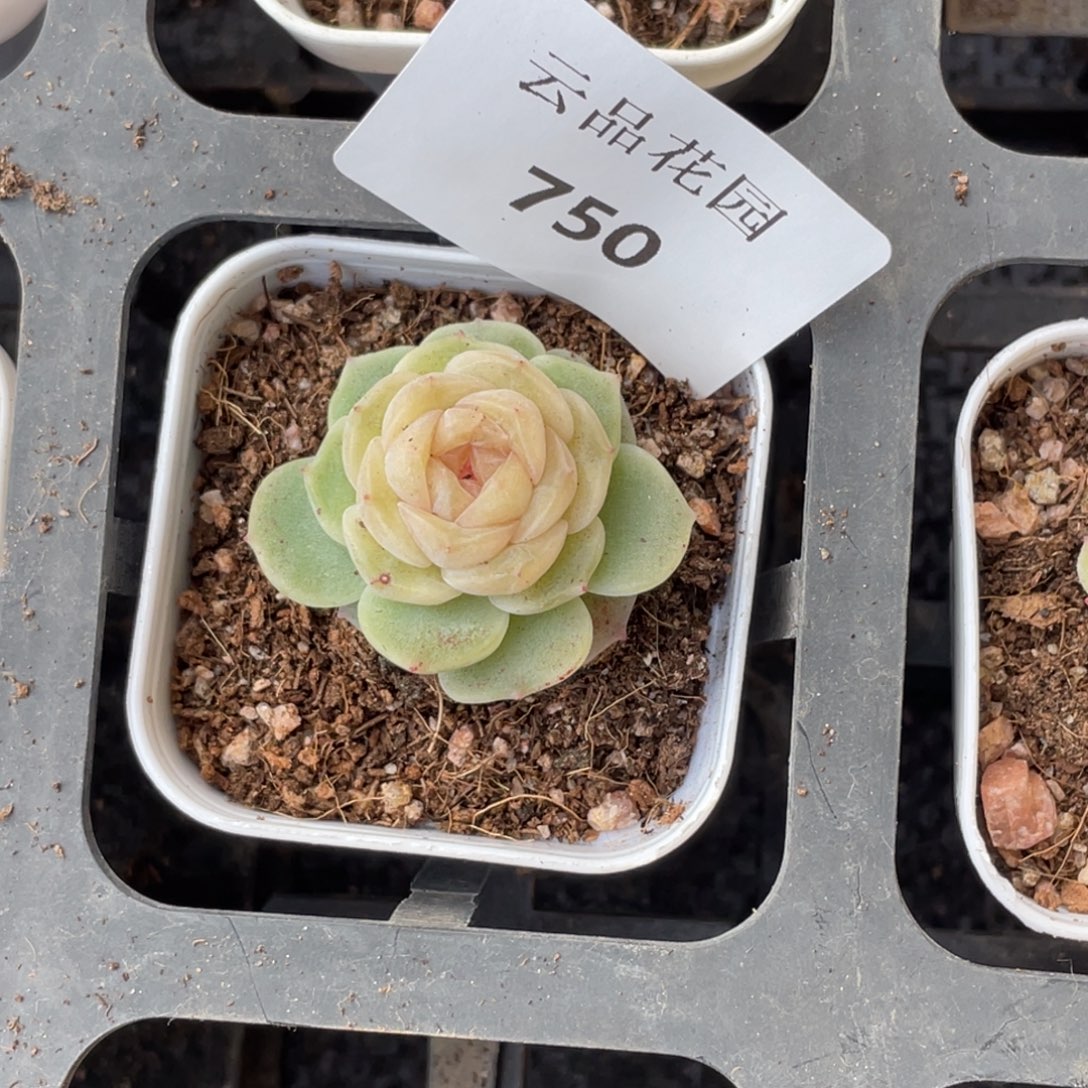 喵***喵750号糖心冰心珍妮