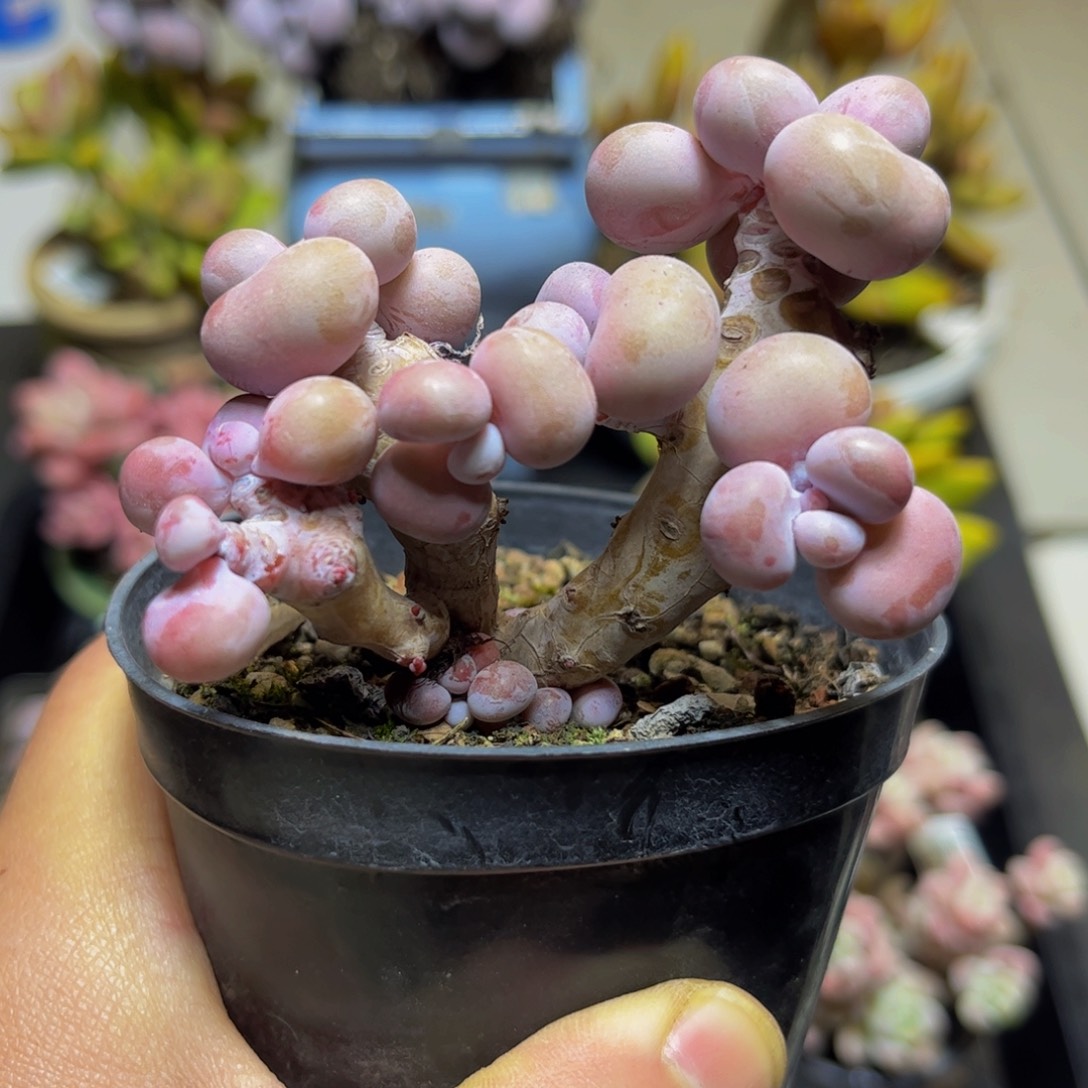 067桃蛋树8厘米多肉