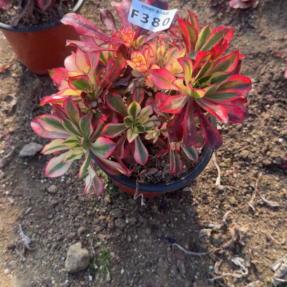 380魅影。多肉植物