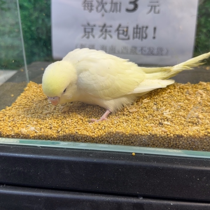 虎皮鹦鹉大头虎皮鹦鹉