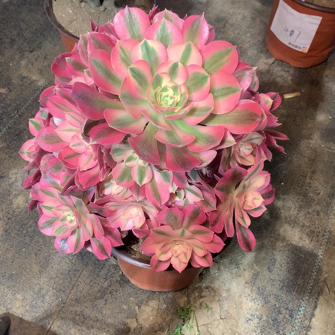 多肉多肉多肉多肉96