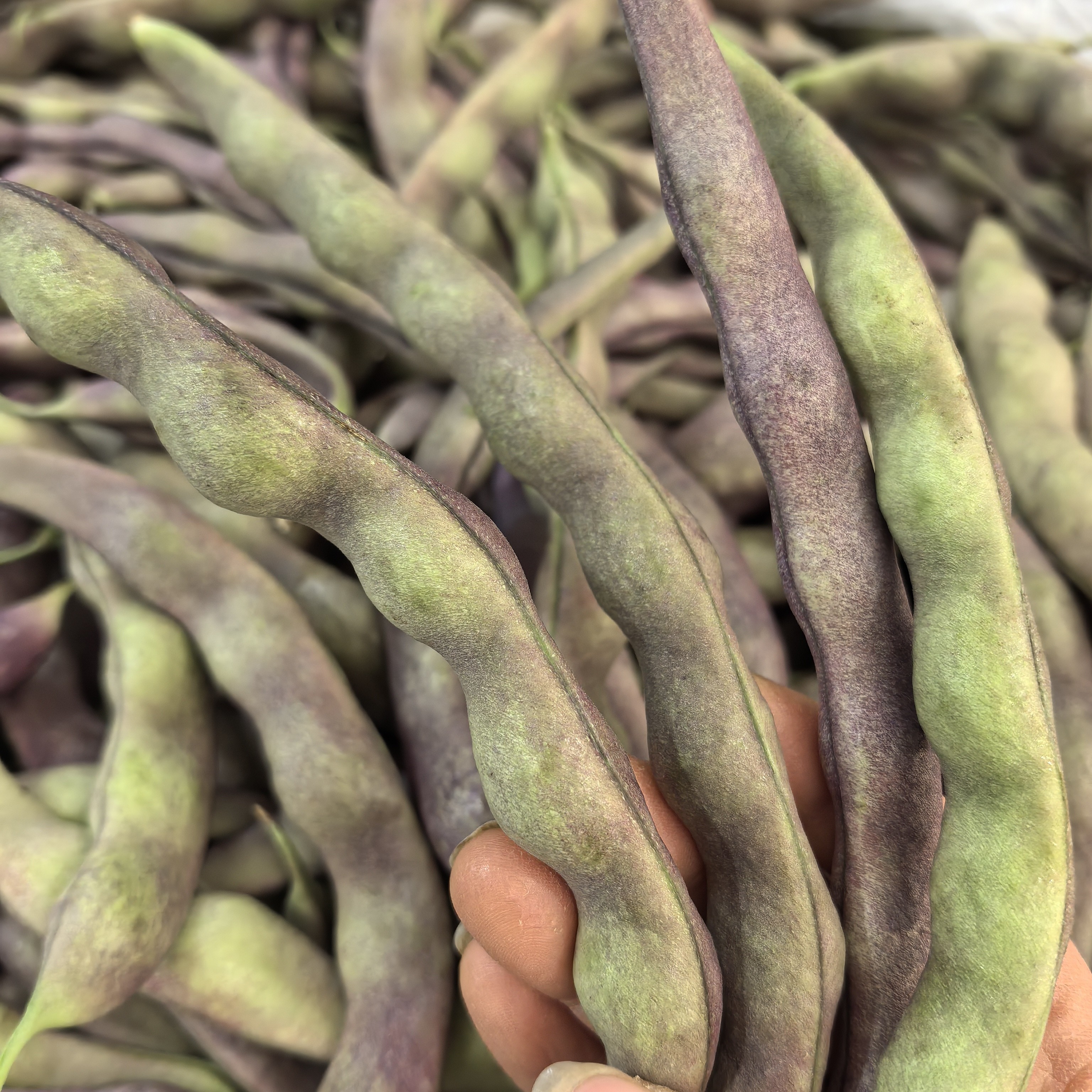 贵州高山农家紫豆豆当季时令蔬菜