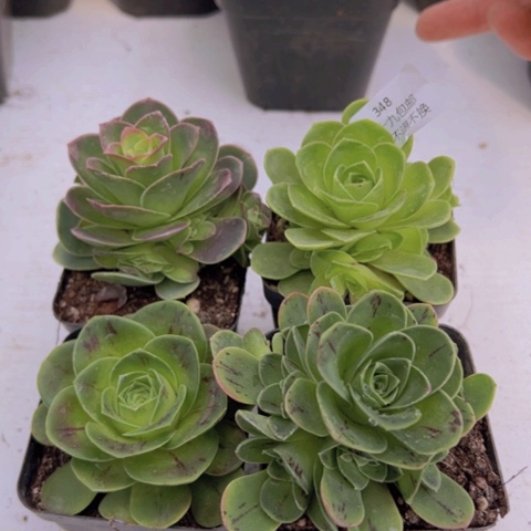 348 山地玫瑰基地福利