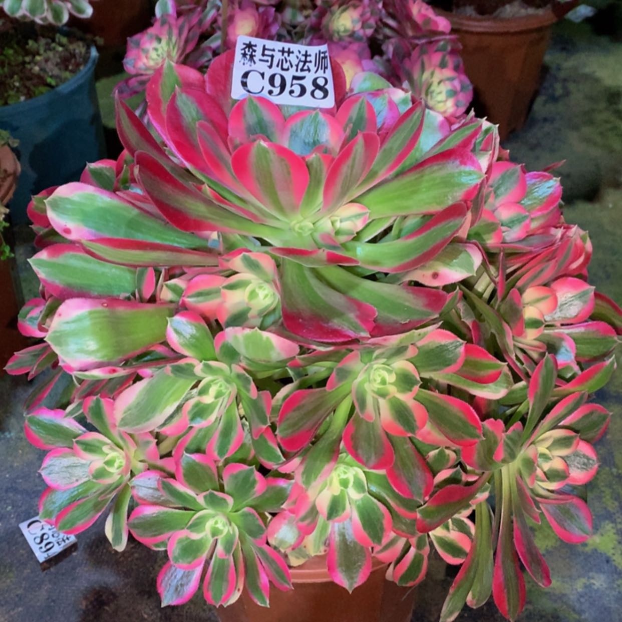 【闪购商品】958粉女郎