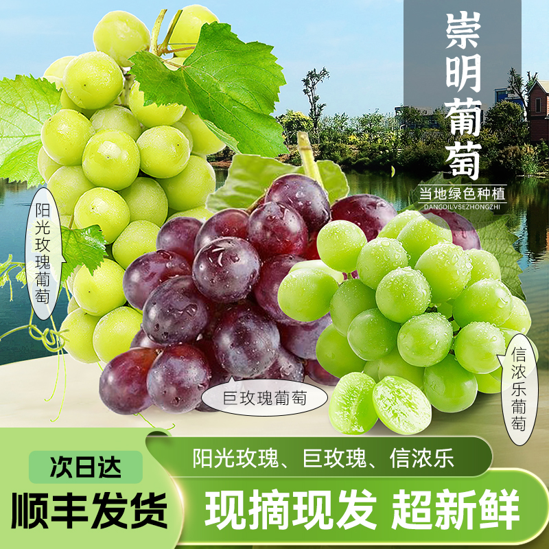 【拍两斤送一斤！今天拍，明天到】崇明生态岛 自然生长甜葡萄3斤无籽无核薄皮葡萄 顺丰特快次日送货上门上海市