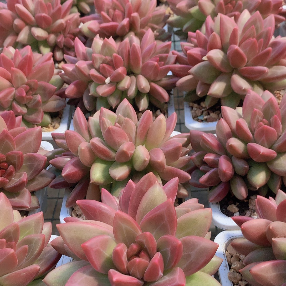 多头迷雾泡泡345688999000