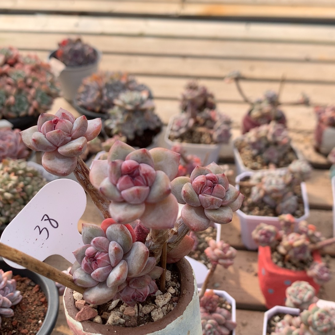 8.5厘米六头有砍石榴籽小脸 38