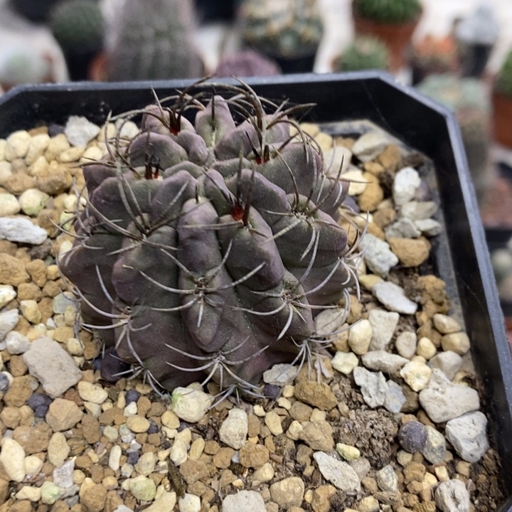 实生紫皮素妆玉特价福利