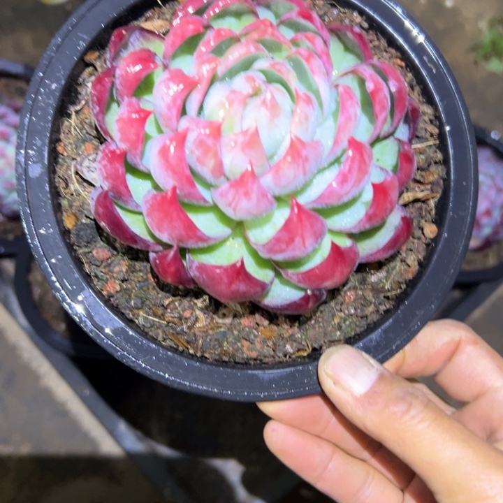 精品多肉植物老桩随机发一棵惊鸿仙子