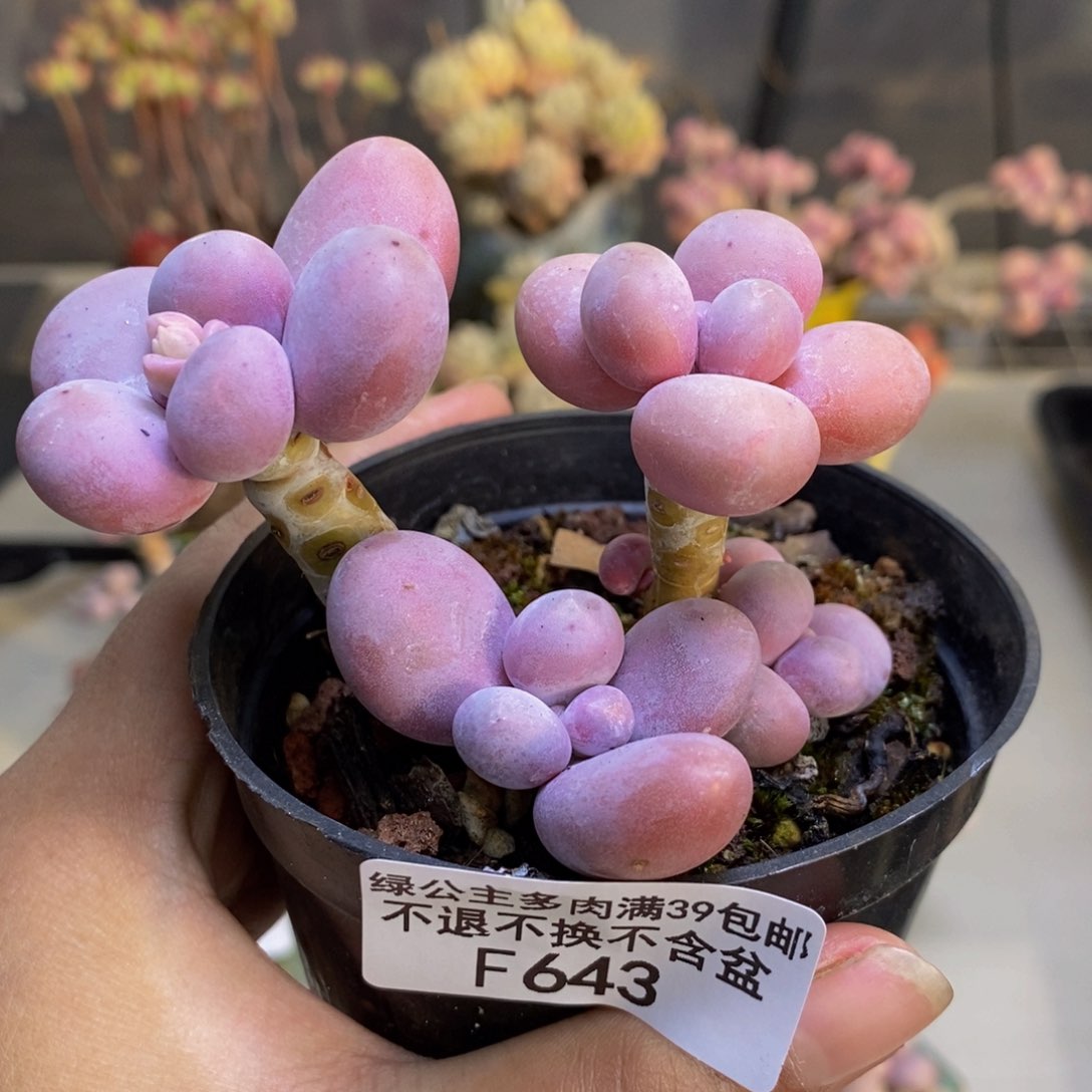 643芭比奶多肉7c m