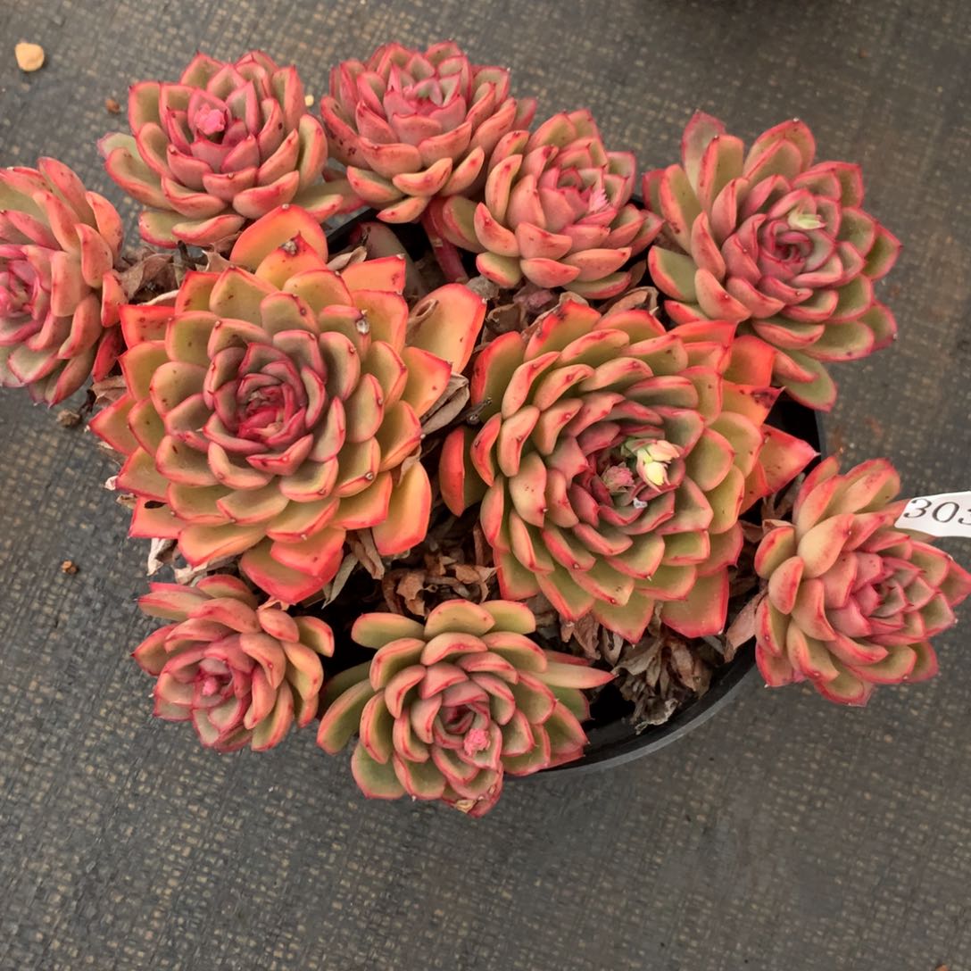 3032杂交多肉植物