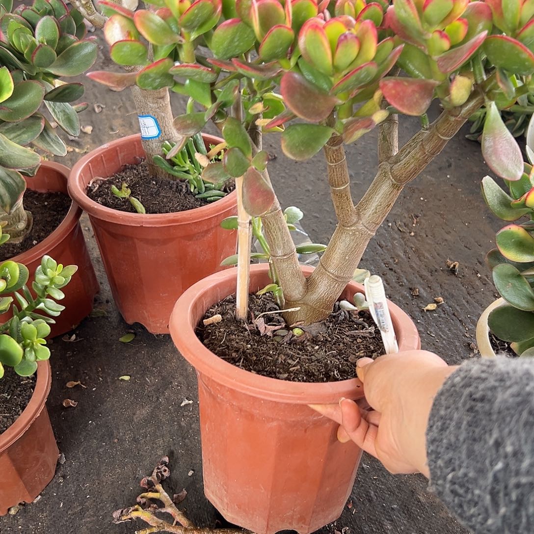 完全开放黄金花月一物一拍