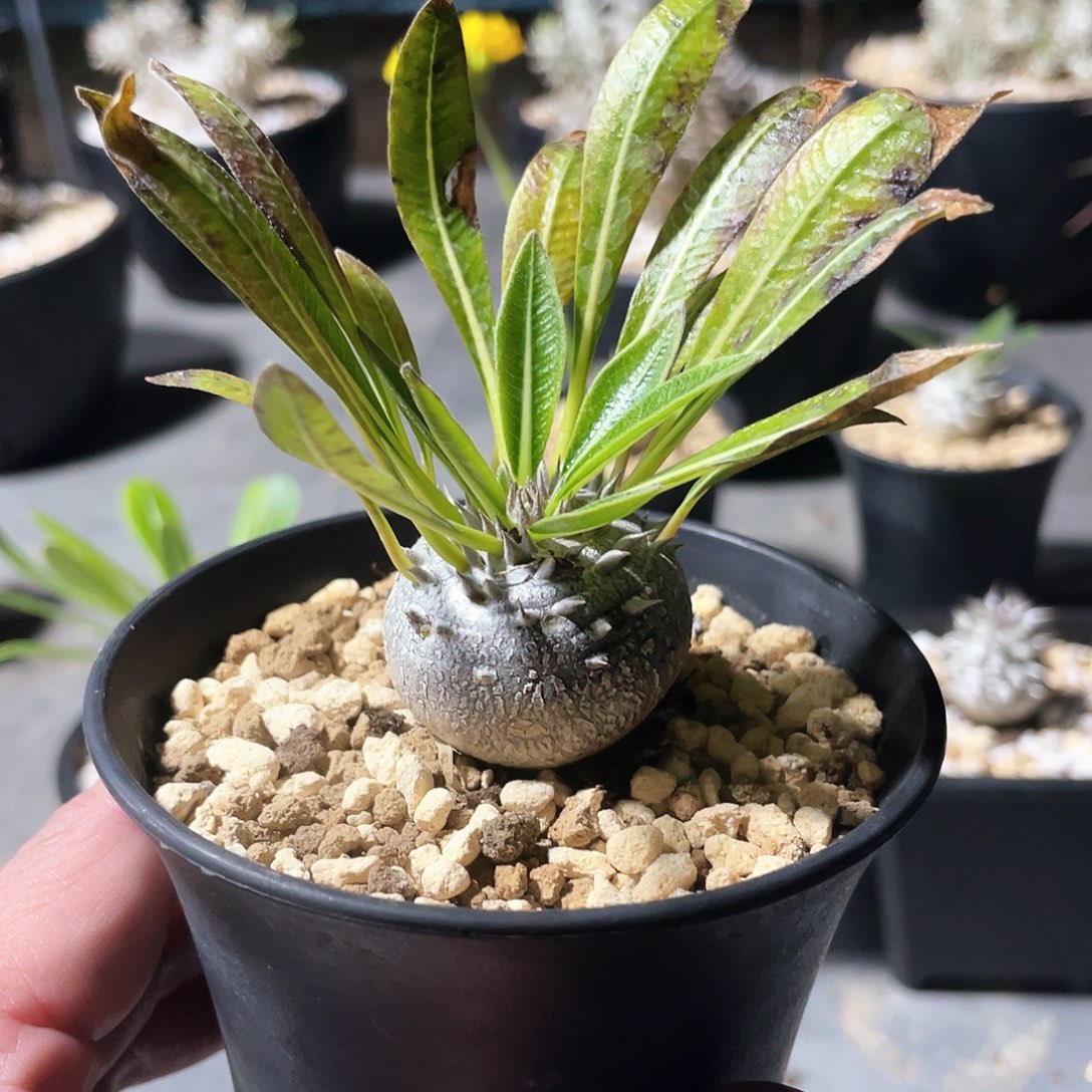 大黑666666666666666