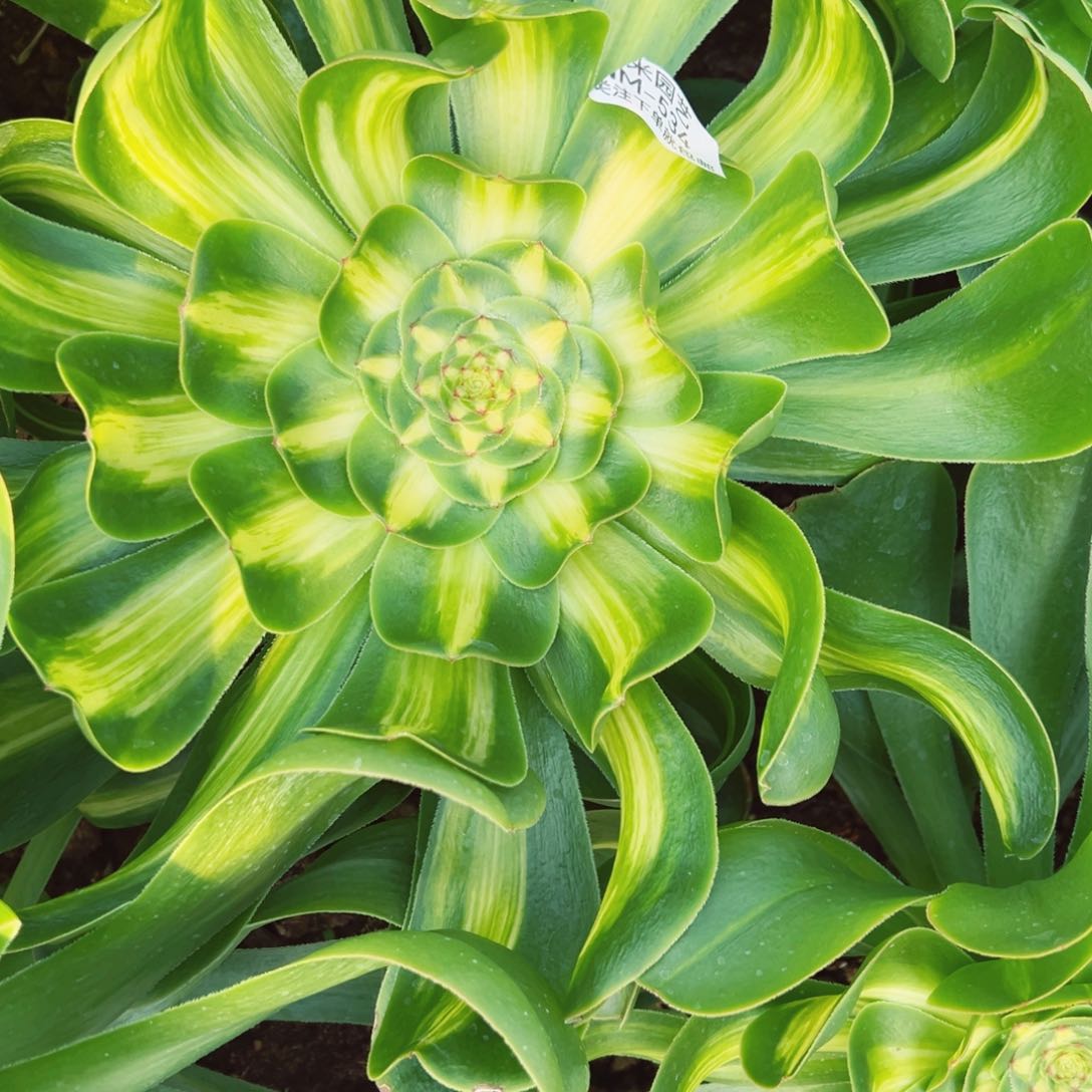 暴君多肉植物534