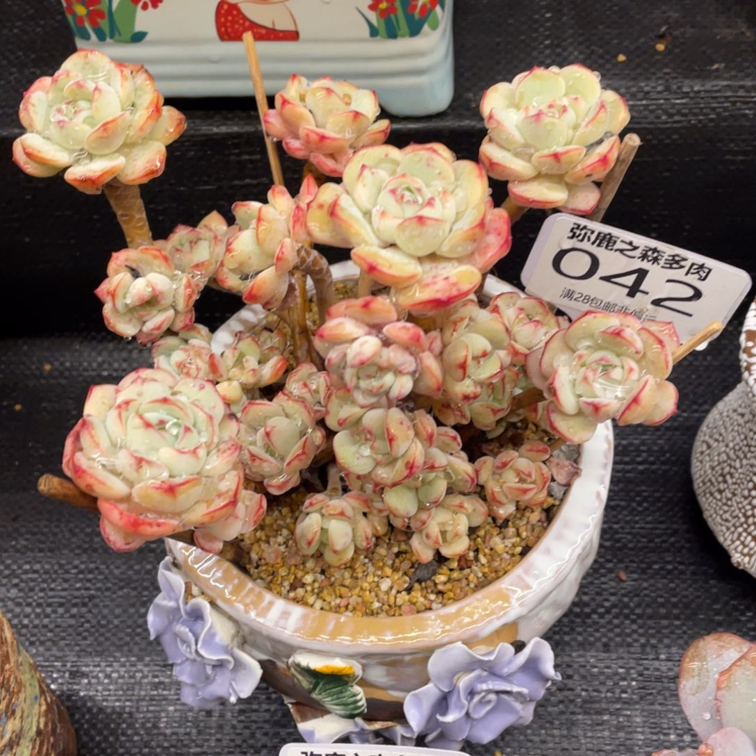 弥鹿之森一物一拍