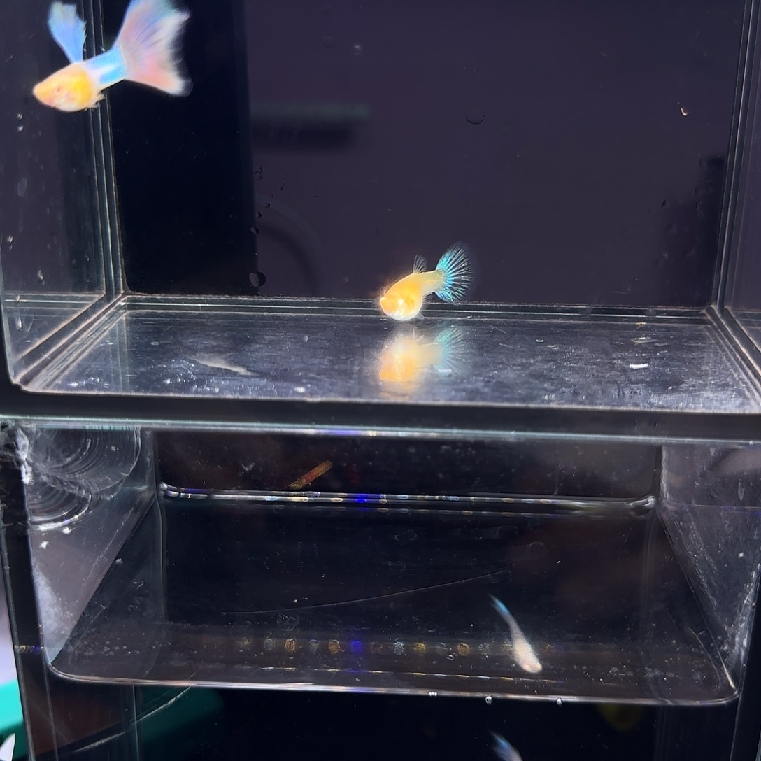 孔雀鱼天使彩虹一对