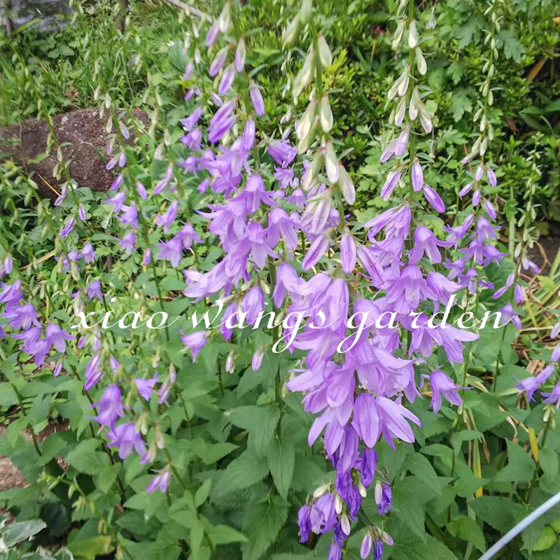 小汪的四季植物园轮状风铃草淡紫色切花好养花园庭院耐寒盆栽花苗