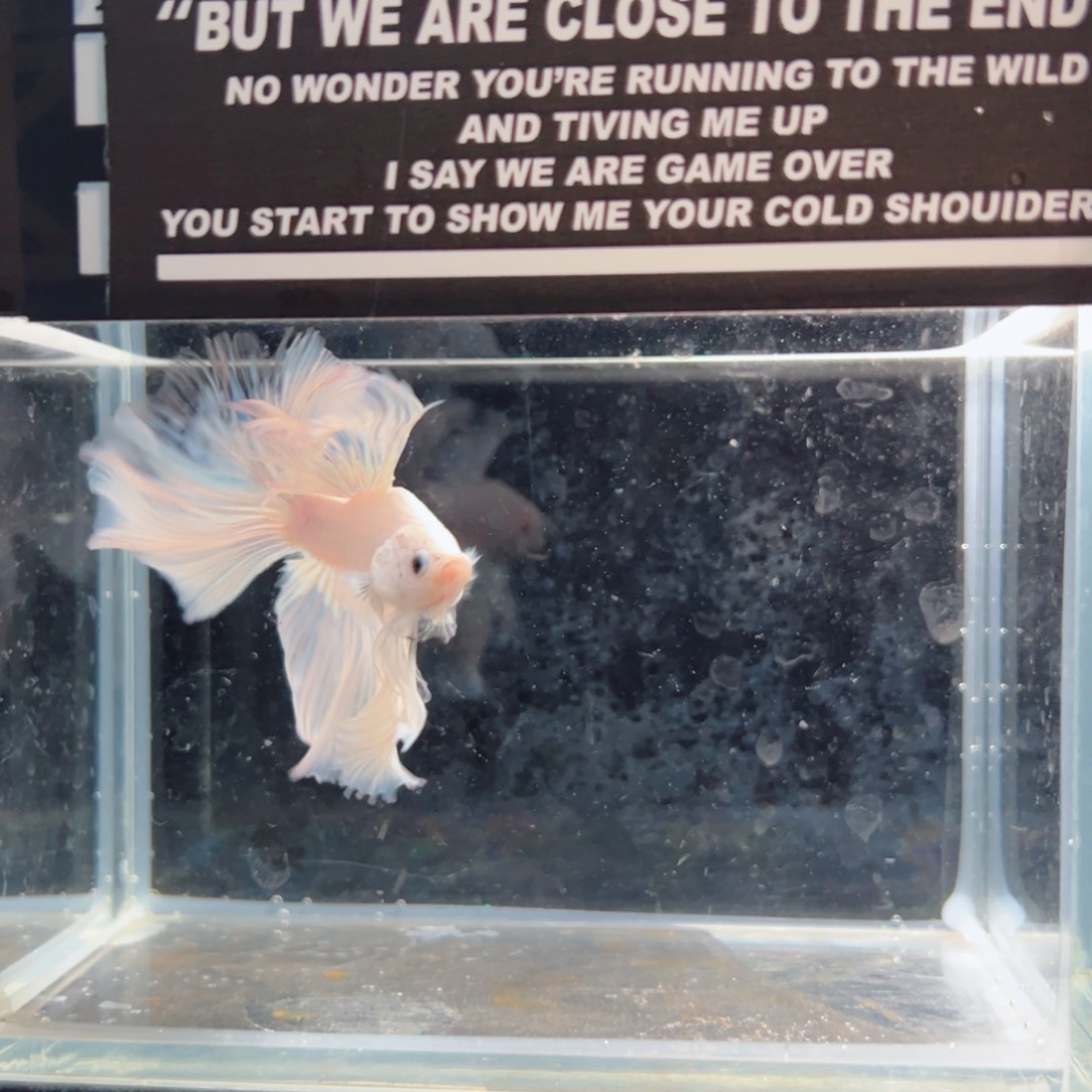 斗鱼浅色仙仙裙特殊尾