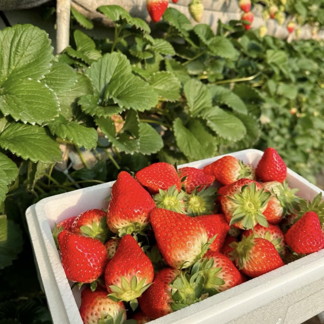 奶油草莓/盒1000克