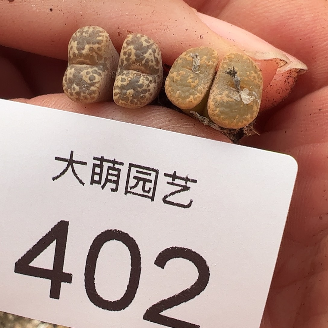 一物一拍优选泡泡杂交402