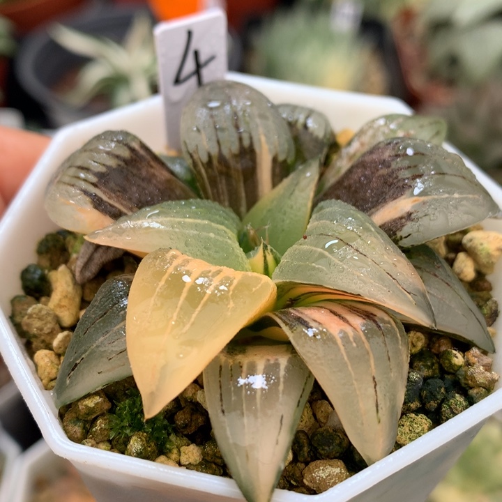 红纹寿锦，带盆一起