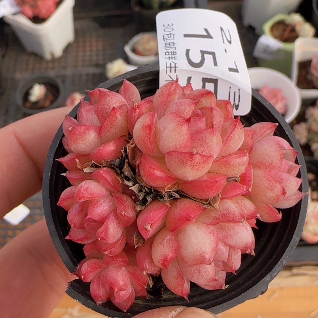 红女王六头群一颗