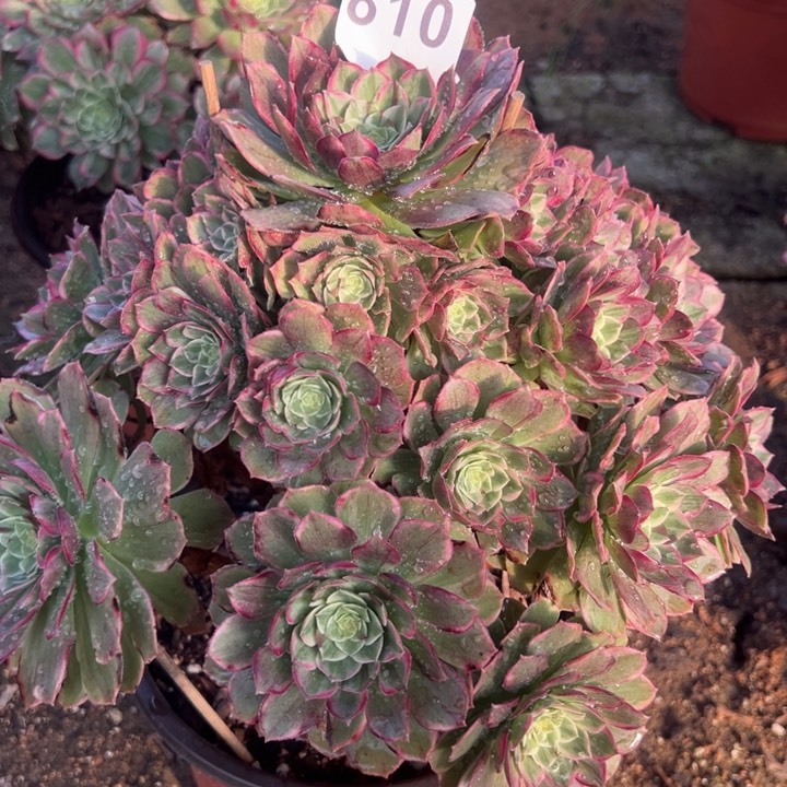 810莲花多肉植物花花