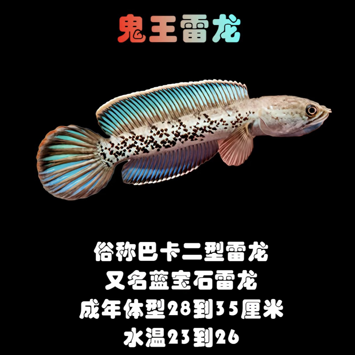 鬼王雷龙6到10cm淡水鱼中大型鱼色彩鲜艳