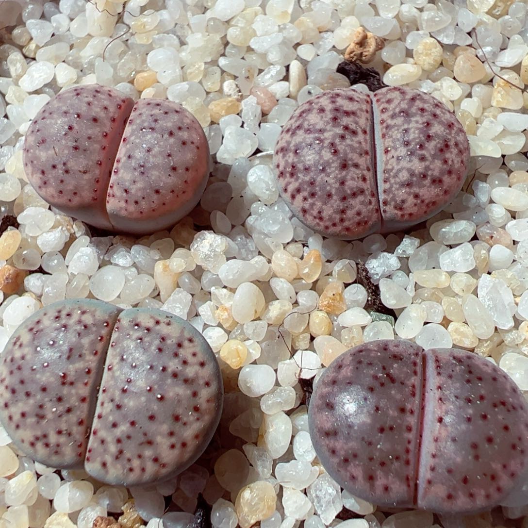 923-497多肉多肉血点