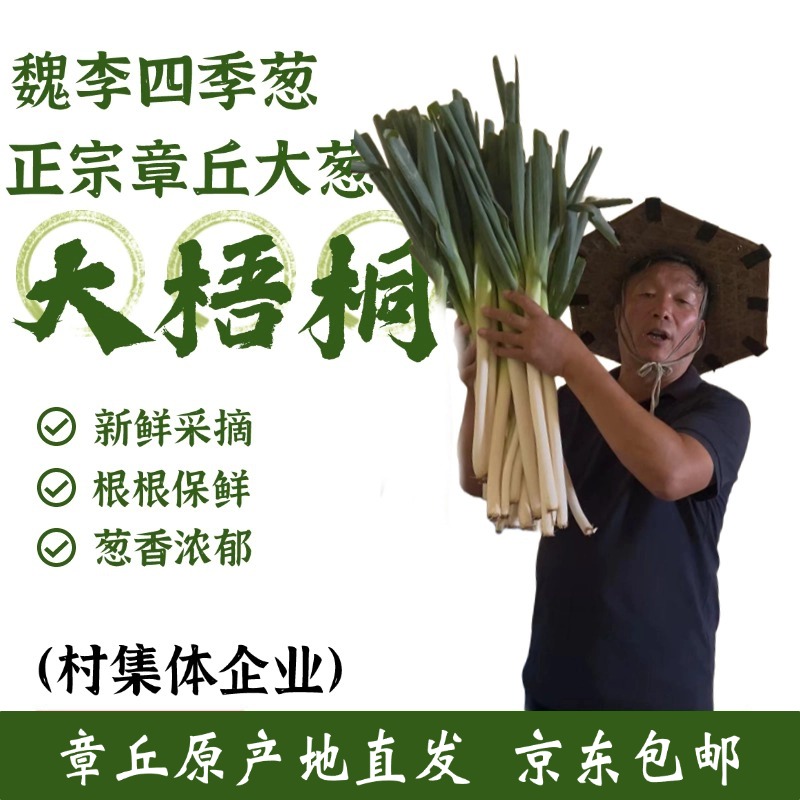 魏李四季正宗章丘大葱-鲜葱上市 