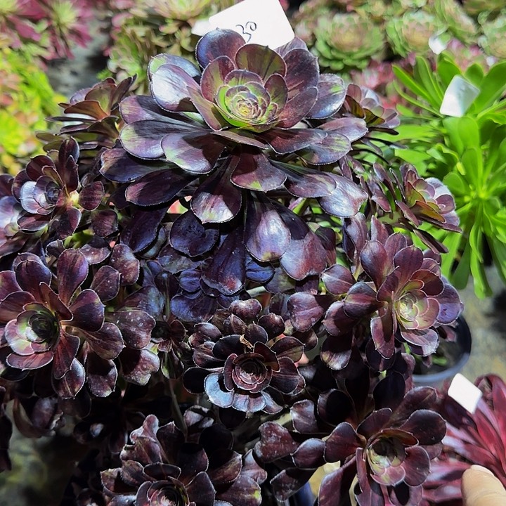 精品水墨丹青巨无霸亏本福利30