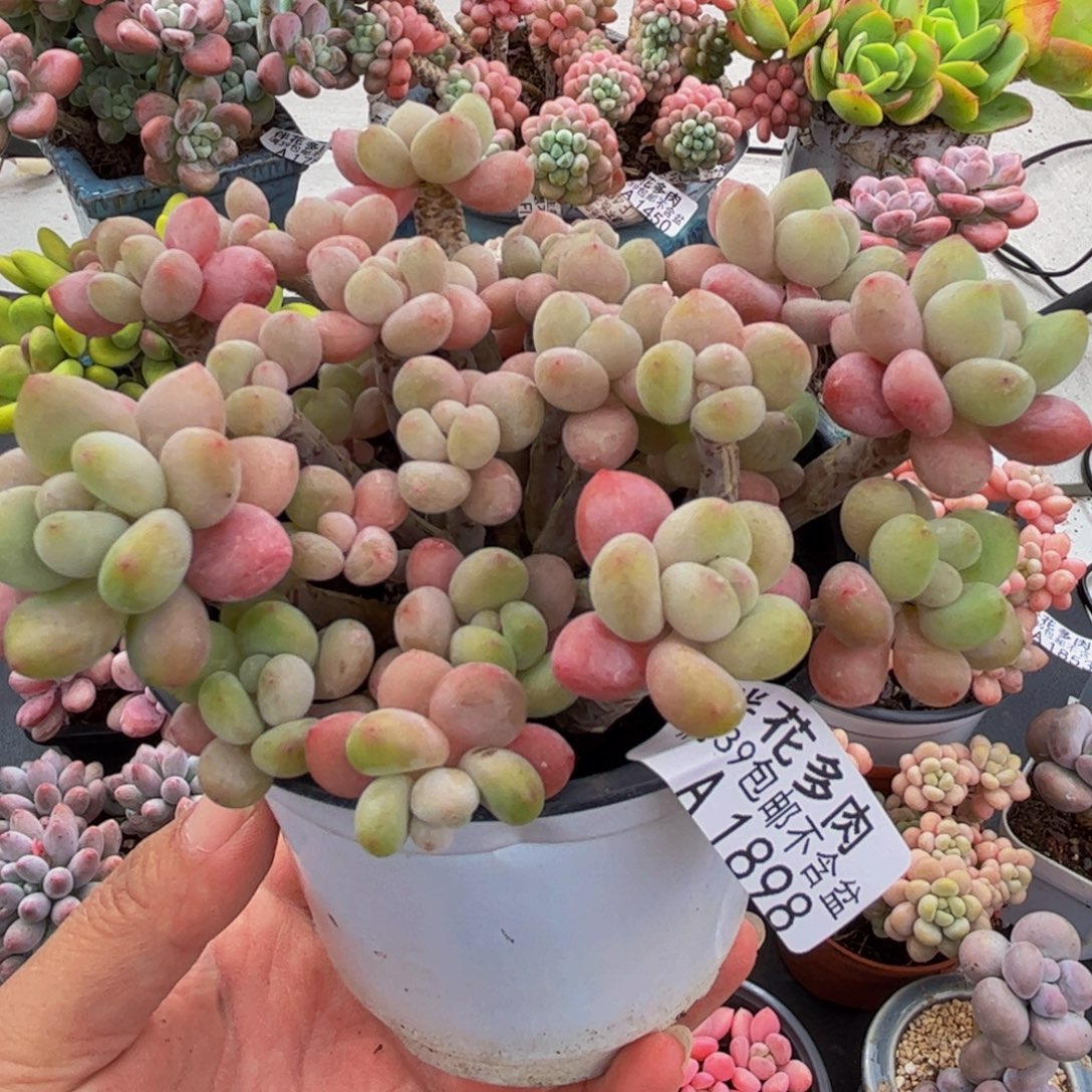 1898鱼子酱10cm多肉