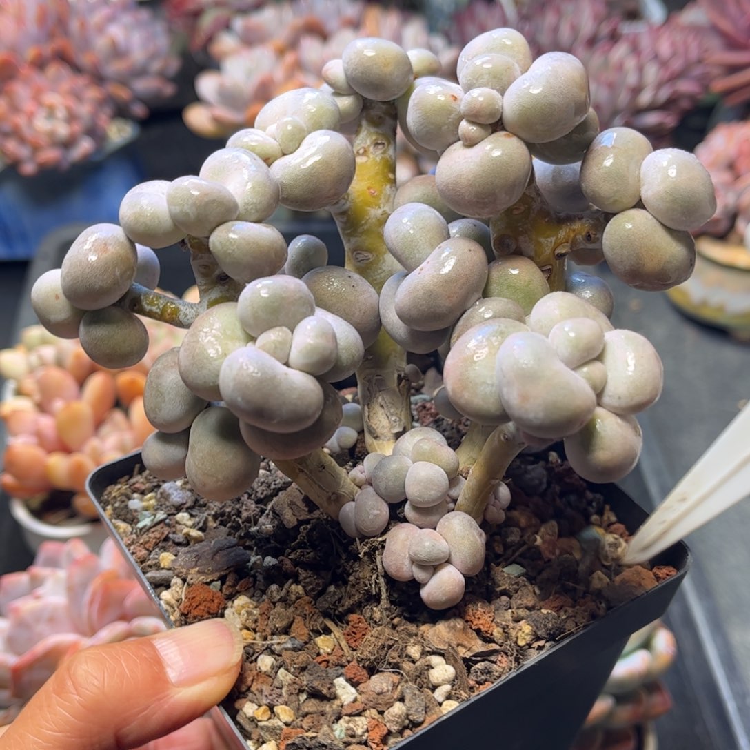 随***g1608 天冷地区必拍保温箱