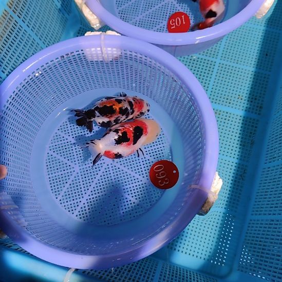 金鱼093练手兰寿两只飞机尾缺陷特价顺丰包邮