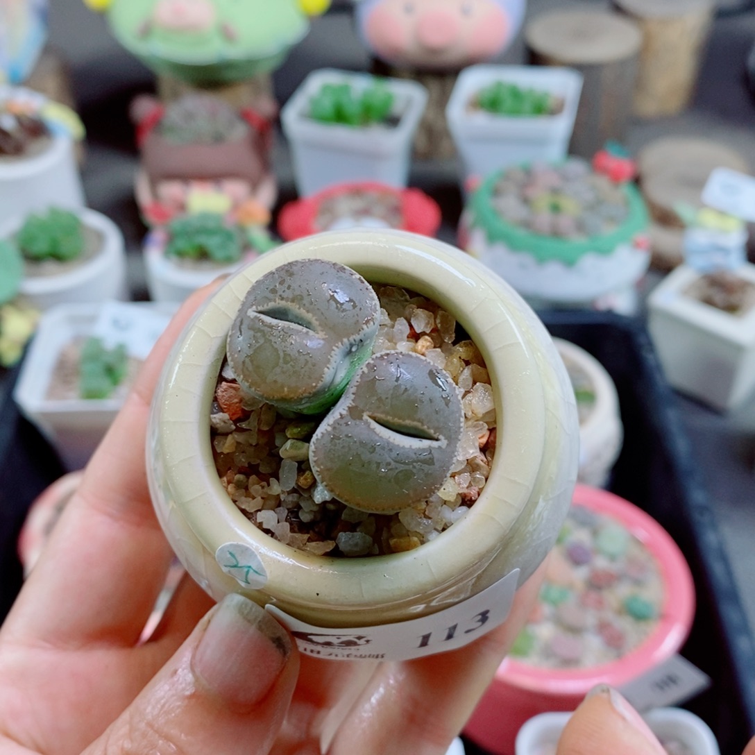 生石花花哈哈哈哈花花113
