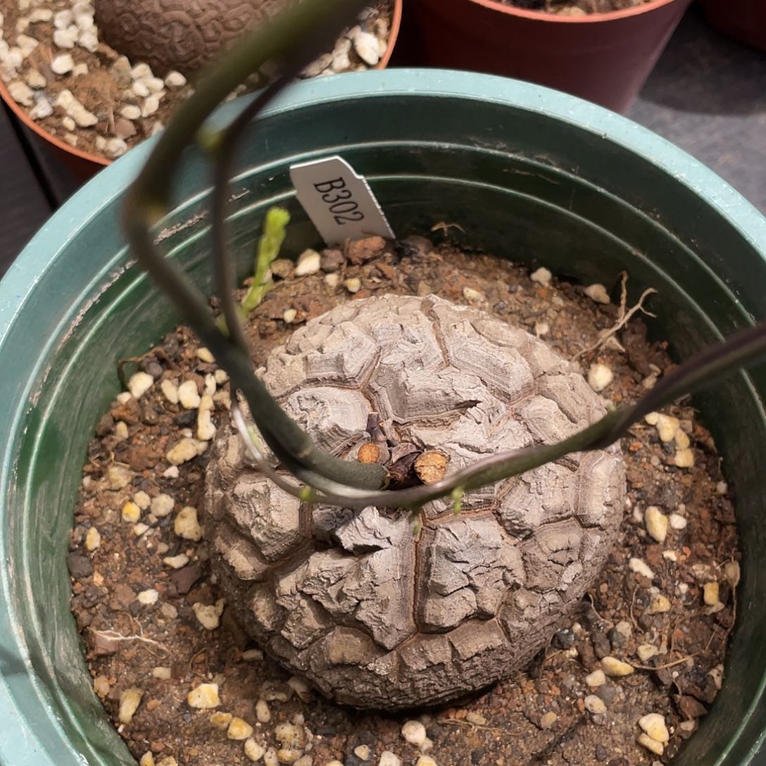 302龟甲龙不退不换