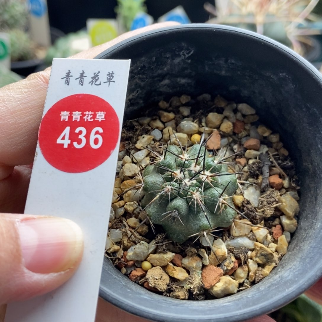 实生上腊龙爪球黑闪玉2.9cm