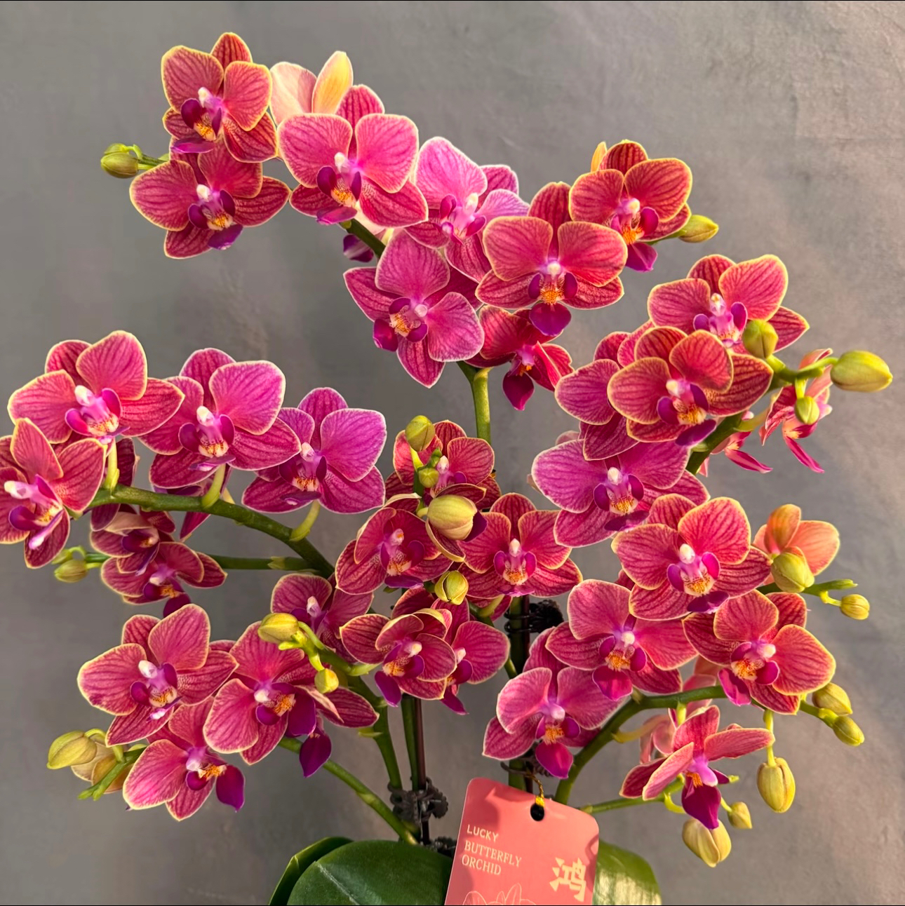 稀少品种3个花剑起【金边玲珑】蝴蝶兰 特有金边环绕稀有花色