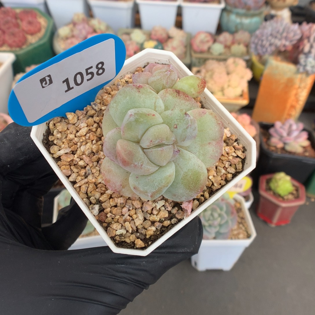 1058 冰玉石化多肉