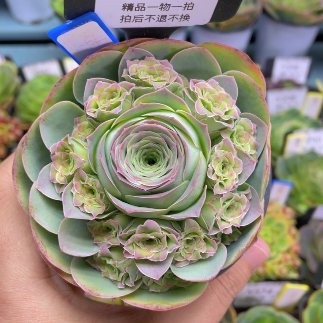 半*桃枫挽蕾丝 165一物一拍